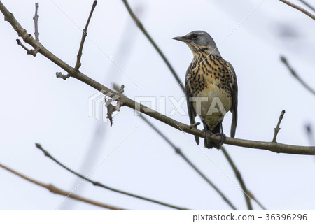 Fieldfare (Turdus pilaris) 36396296