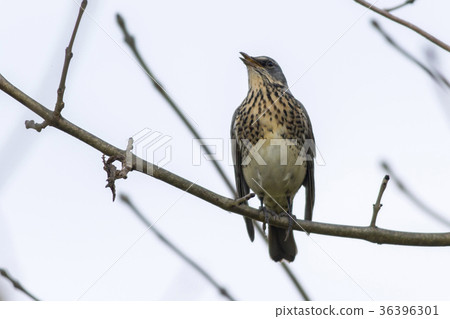 Fieldfare (Turdus pilaris) Fieldfare (Turdus pilaris) 36396301