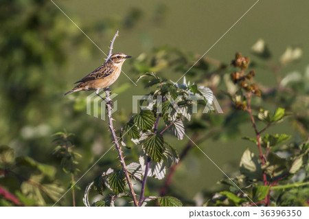 Whinchat (Saxicola rubetra) 36396350