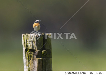 Whinchat (Saxicola rubetra) 36396366