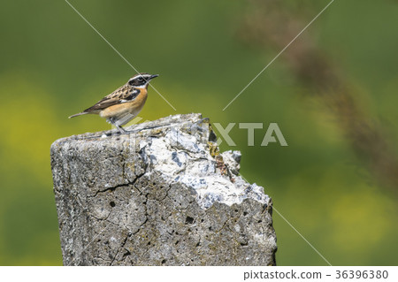 Whinchat (Saxicola rubetra) 36396380