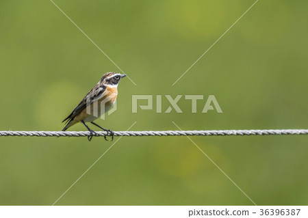 Whinchat (Saxicola rubetra) 36396387