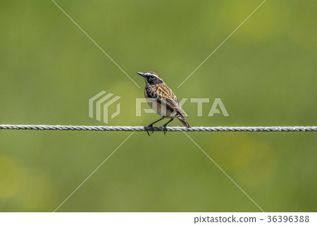 Whinchat (Saxicola rubetra) 36396388