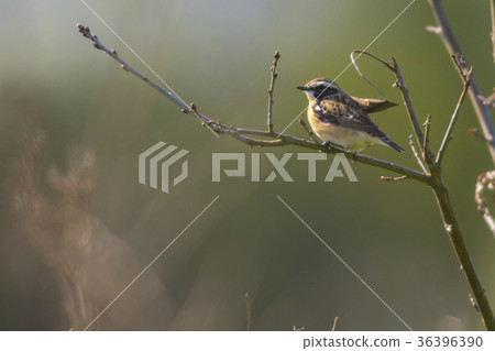 Whinchat (Saxicola rubetra) 36396390