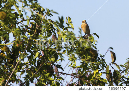 Whinchat (Saxicola rubetra) 36396397