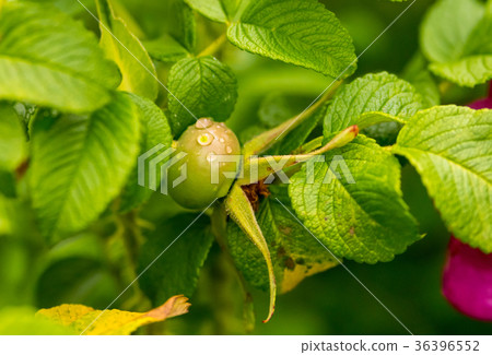 briar bush berry immature green drops of dew briar bush berry immature green drops of dew 36396552