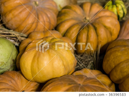 yellow rippled pumpkin close-up on a background yellow rippled pumpkin close-up on a background 36396583