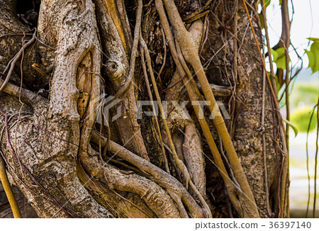 tree trunk twisted vine natural background 36397140