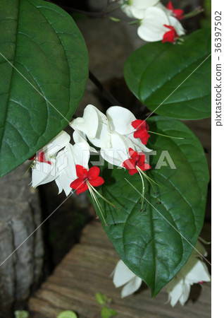 Genpeikers Genpeikers 36397502