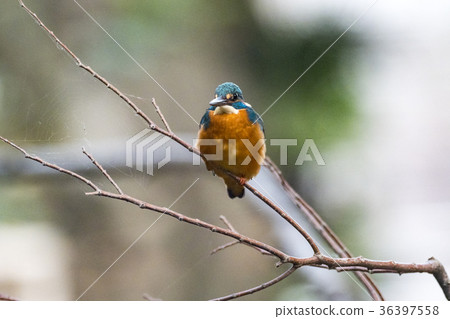 Kingfisher aiming for fish on the water 36397558