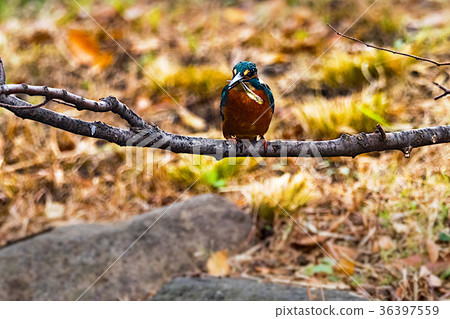 Kingfisher aiming for fish on the water Kingfisher aiming for fish on the water 36397559