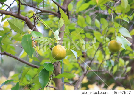 Fruit of a dai dai Fruit of a dai dai 36397607