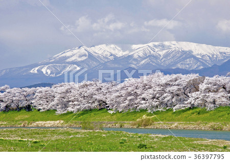 First glance at Senbonzakura and Zao Festival 36397795