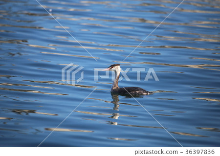 偉大的鳳頭gre .. 36397836