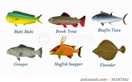 Fish set. Vector illustration of different types - Stock Illustration ...