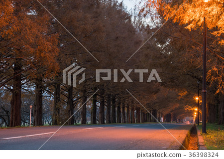 Morning of Metasequoia tree-lined tree Makino 36398324
