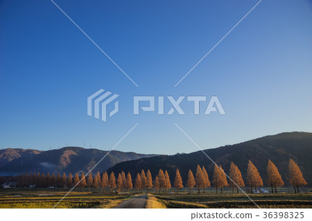 Morning of Metasequoia tree-lined tree Makino 36398325
