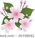 Sakura flower 36398682