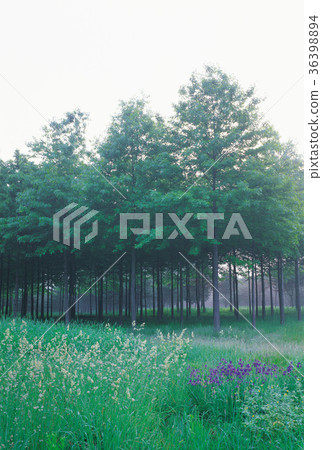 Arboretum, Giheung, Yongin-si, Gyeonggi-do 36398894