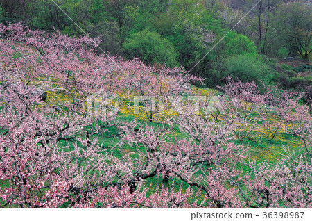 Dohwa, Jangho, Icheon, Gyeonggi-do 36398987