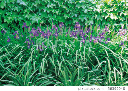 Iris,植物園,Giheung,龍仁市,京畿道 Iris,植物園,Giheung,龍仁市,京畿道 36399048