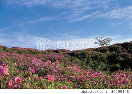 杜鵑花，Hwangmae山，Hapcheon，慶南 36399148