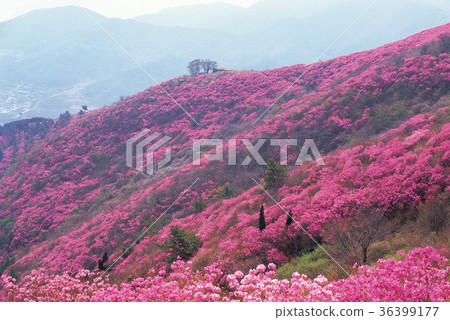 Azalea, Youngju, Yeosu, Jeonnam Azalea, Youngju, Yeosu, Jeonnam 36399177