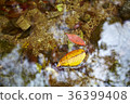 Fallen leaves, Jeonbuk 36399408