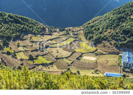 Terraced rice fields on the Everest Highway (Namche) 36399999