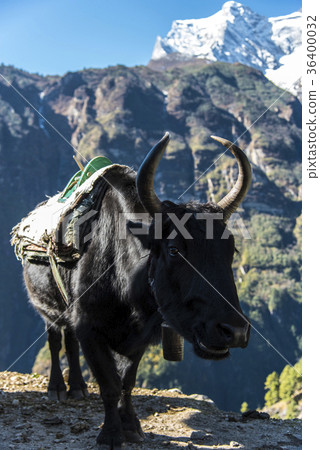 Zokko and Condéri Zokko and Condéri 36400032