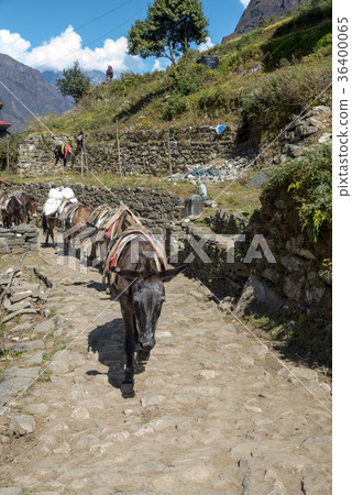 珠穆朗瑪峰路 36400065