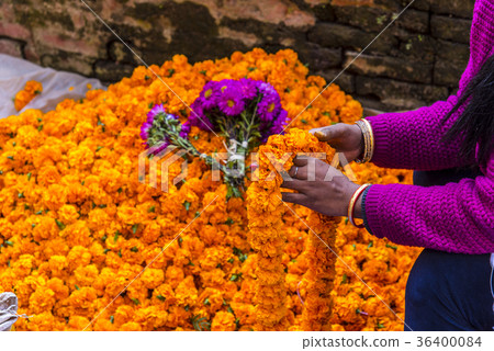 Marigold Marigold 36400084