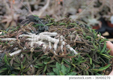 多汁植物 多汁植物 36400270