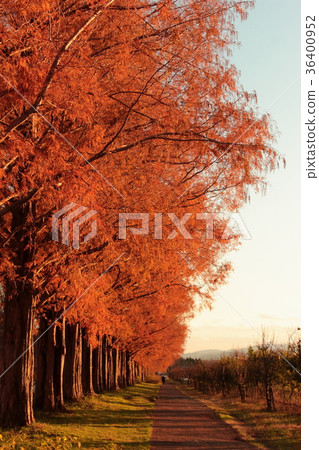 Metasequoia tree lined with autumn Metasequoia tree lined with autumn 36400952