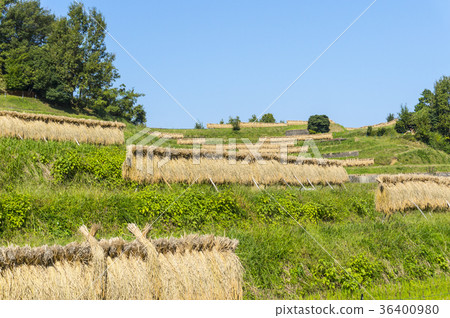 Terraced rice fields at harvest 36400980