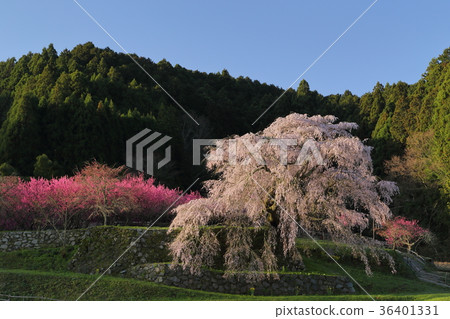 Matabei Sakura Matabei Sakura 36401331