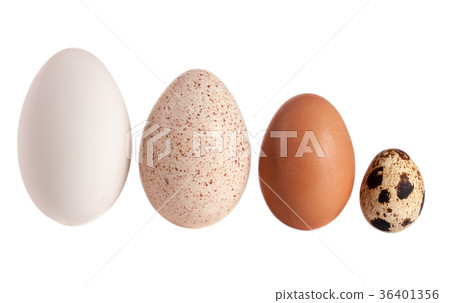 Goose turkey chicken and quail eggs isolated on 36401356