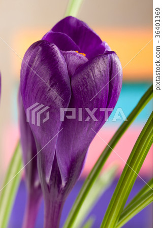 Crocus flowers on a colored background closeup 36401369