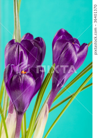Crocus flowers on a green background closeup Crocus flowers on a green background closeup 36401370