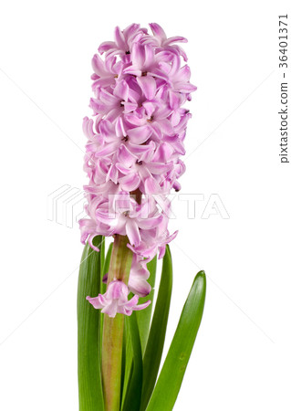 Lilac hyacinth flower isolated on white background 36401371