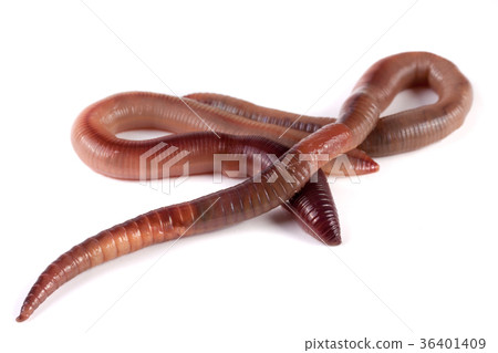 Two earthworms isolated on white background Two earthworms isolated on white background 36401409