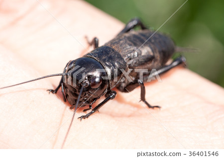 hand holding field cricket outdoors. Gryllus hand holding field cricket outdoors. Gryllus 36401546