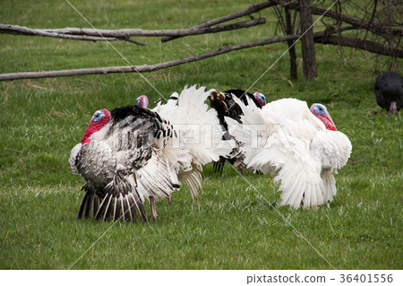 turkey male or gobbler grazing on a green grass turkey male or gobbler grazing on a green grass 36401556