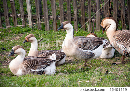 图库照片: flock of geese on the grass near the fence