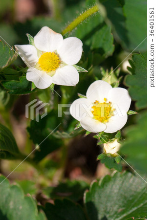 Closeup macro strawberry flower blossom at sunny Closeup macro strawberry flower blossom at sunny 36401561