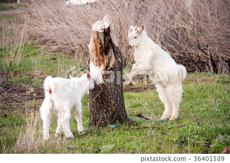 Two small goats graze near a tree 36401589
