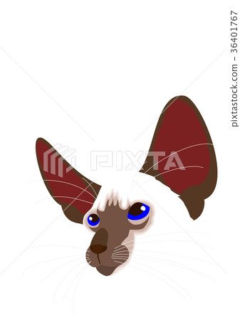 Siamese cat face Siamese cat face 36401767
