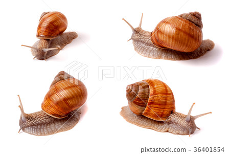 live snail crawling on white background close-up live snail crawling on white background close-up 36401854