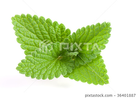 Melissa leaf or lemon balm isolated on white Melissa leaf or lemon balm isolated on white 36401887