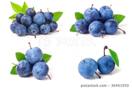 heap of fresh blackthorn berries with leaves 36401950